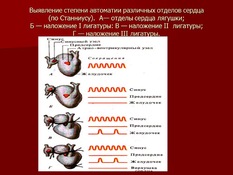 Выявление степени автоматии различных отделов сердца  (по Станниусу).  А— отделы сердца лягушки;